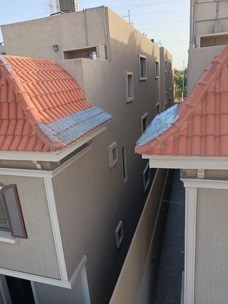 طارد الحمام بالرياض